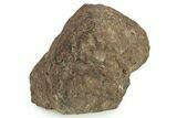 Howardite Meteorite ( g) - NWA Main Mass #263666-2